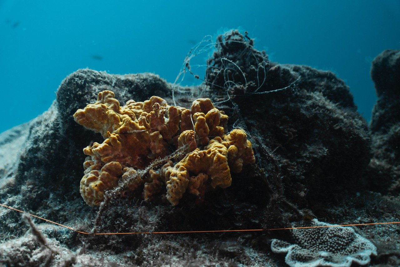 CleamUp3-11-074 Large