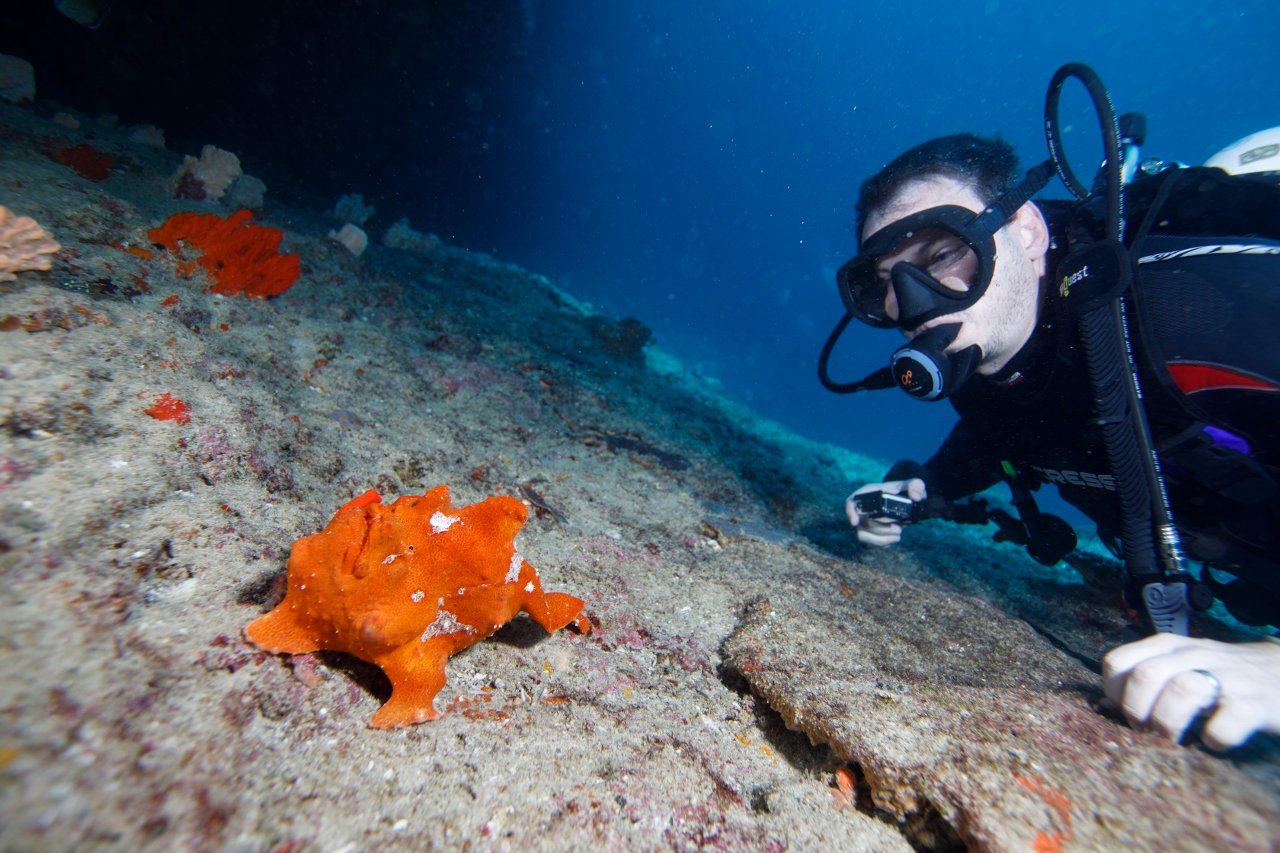 Diver and frogfish