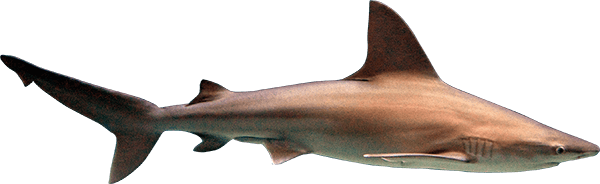 sandbar-shark